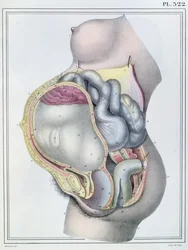 Anatomia kobiety w ciąży, z «Manuel d